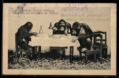 AK Hamburg-Stellingen, Carl Hagenbeck`s Tierpark, Schimpanse und Orangs bei der Mahlzeit