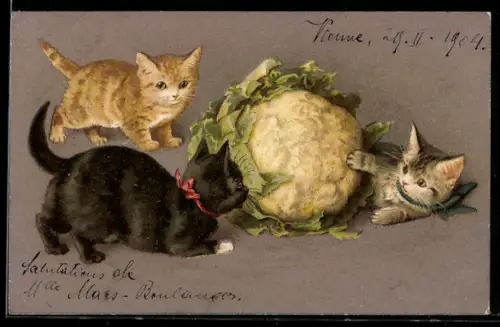 AK Katzen spielen mit Blumenkohl