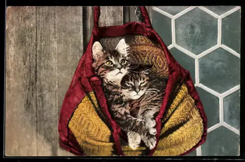 AK Schläfrige Katzen in einer Tasche