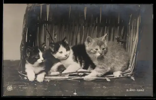 AK Kleine Kätzchen in einem Korb