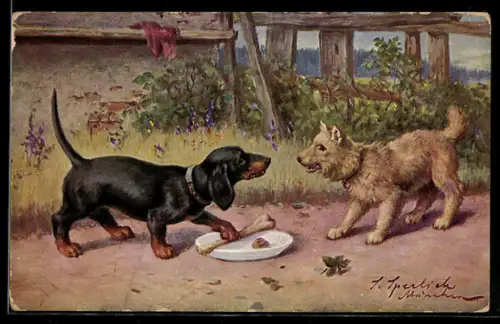 AK Dackel beschützt sein Fressen vor einem anderen Hund