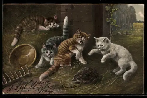 AK Katzen fürchten sich vor einem Igel