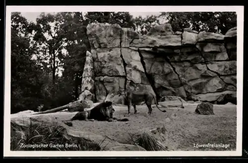 AK Berlin, Zoologischer Garten, Löwenfreianlage, Löwe