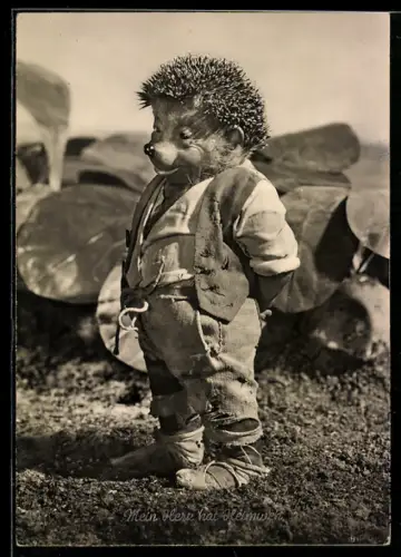 AK Igel Mecki auf dem Kohlkopffeld hat Heimweh