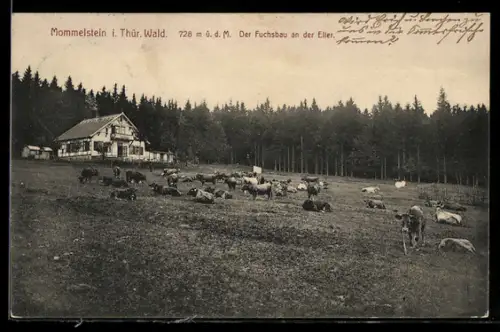 AK Mommelstein i. Thür. Wald, Der Fuchsbau an der Eller, Gebäude u. Viehweide