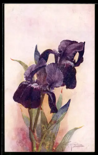 Künstler-AK Raphael Tuck & Sons Nr. 3143: Lilafarbene Orchidee