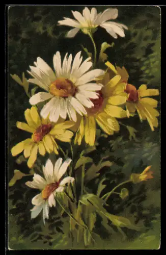 Künstler-AK Raphael Tuck & Sons Nr. 6999: Weisse und gelbe Margeriten