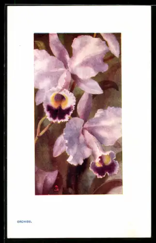 Künstler-AK Raphael Tuck & Sons Nr. 9704: Rosafarbene Lilien