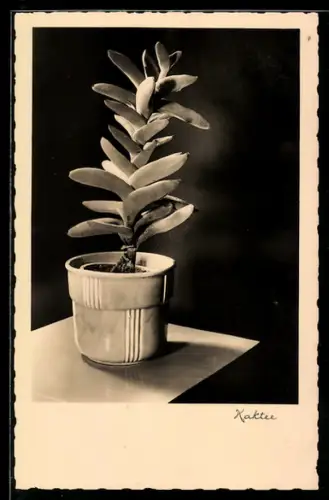 AK Kaktus, Sukkulenten-Pflanze im Blumentopf