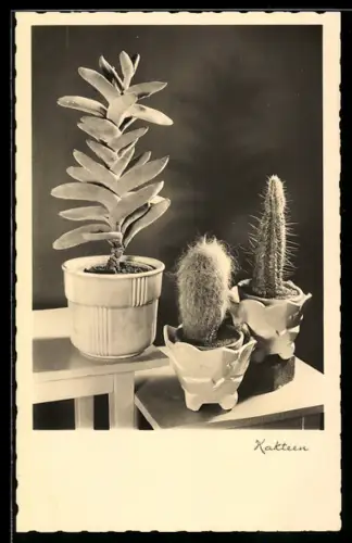 AK Verschiedene Sorten von Kakteen, Sukkulenten