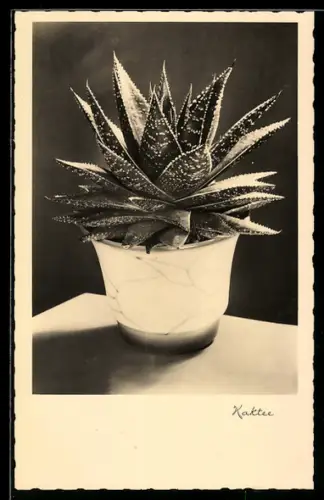 AK Kaktus, Sukkulenten-Pflanze im Blumentopf