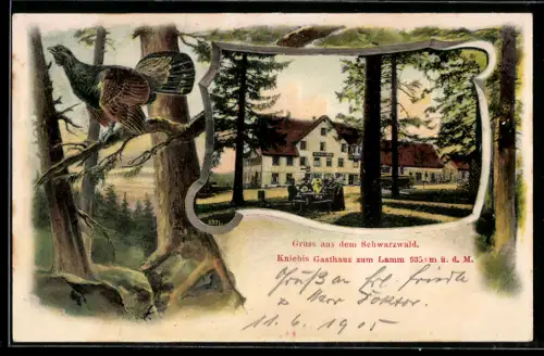 AK Kniebis /Schwarzwald, Gasthaus zum Lamm mit Garten, Auerhahn auf einem Baum