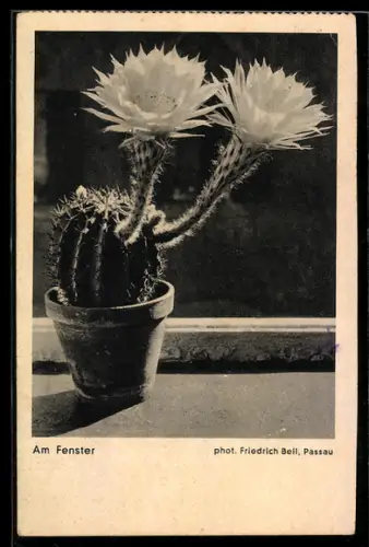 AK Blühender Kaktus am Fenster, Fotoapparat von Photo-Porst
