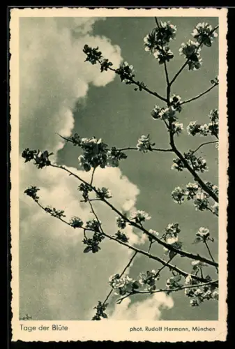 AK Tage der Blüte, Fotoapparat von Photo-Porst