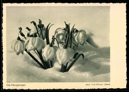 AK Krokusse im Schnee, Fotoapparat Zeiss Tessar