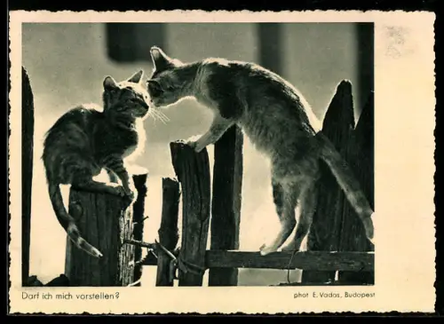 AK Zwei Katzen auf einem Zaun, Spiegelreflex-Kamera von von Photo-Porst