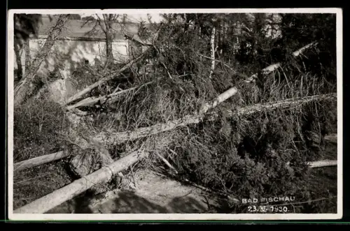 AK Bad Fischau, Umgestürzte Bäume nach dem Unwetter 1930