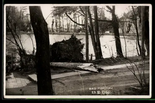 AK Bad Fischau, Umgestürzter Baum nach dem Unwetter 1930
