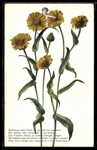 AK Metamorphose, Kind an einer gelben Blume