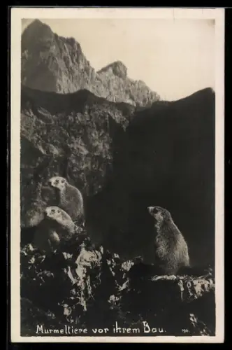 AK Drei Murmeltiere vor ihrem Bau in den Bergen
