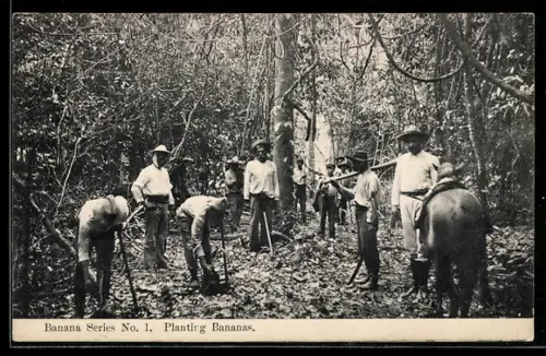 AK Planting Bananas, Arbeiter in der Landwirtschaft