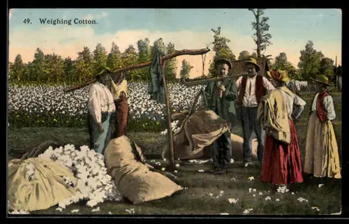AK Weighing Cotton, Arbeiter ernten Baumwolle, Landwirtschaft