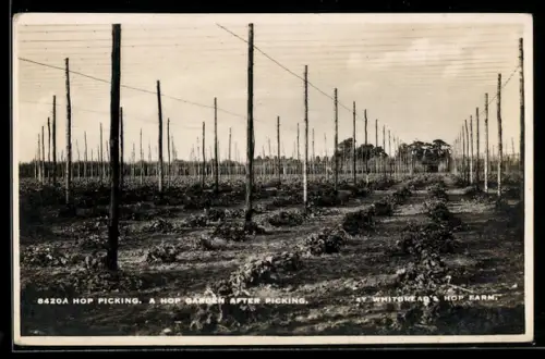 AK Hop Picking: A Hop Garden after Picking, Landwirtschaft