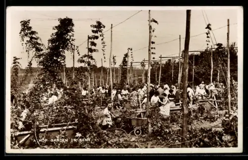 AK Kent, A Hop Garden, Landwirtschaft