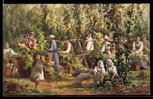 AK Hop Garden, Picking the Hops, Landwirtschaft