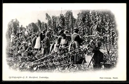 AK Kent, Hop-Picking, Bauern bei der Hopfenernte, Landwirtschaft