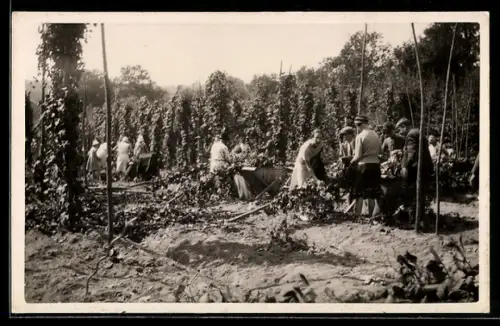 AK Bauern bei der Hopfenernte, Landwirtschaft