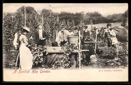 AK Kent, A Kentish Hop Garden, Landwirtschaft