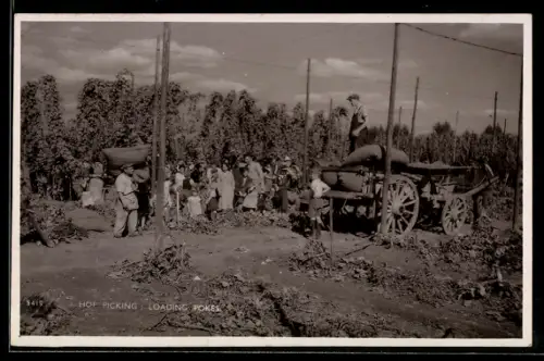 AK Hop Picking, Loading Pokes, Landwirtschaft
