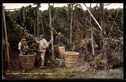 AK Hop-Picking, Corner of a fine Hop Garden, Landwirtschaft
