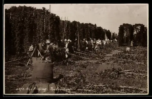 AK Hop Picking, The Garden, Landwirtschaft