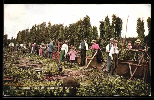 AK Hop-Picking, Set of Pickers at Work, Hopfen-Ernte