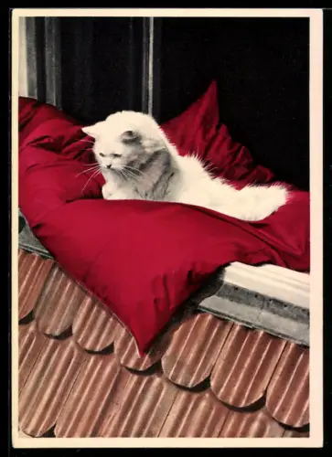 AK Reklame Naphtol AS für Inletts, Katze auf einem roten Kissen