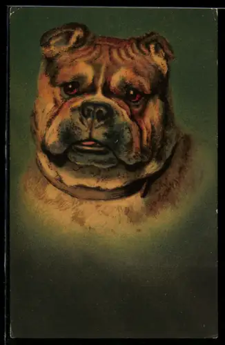 AK Bulldogge mit treuem Blick