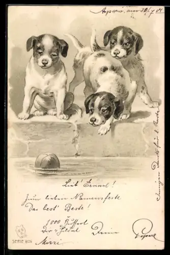 AK Hundewelpen wollen einen Ball aus dem Wasser fischen
