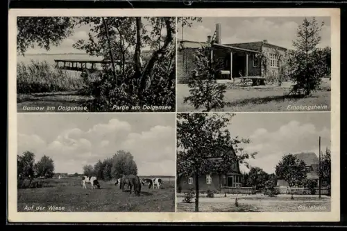 AK Gussow, Erholungsheim, Gästehaus, Kühe auf der Wiese