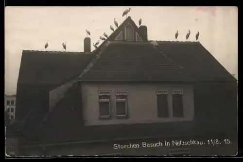 AK Netzschkau, Storche auf dem Dachgiebel eines Wohnhauses, 1915