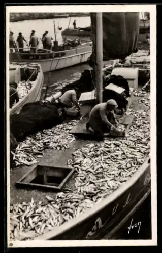 AK Douarnenez /Finistère, Triage de la Pêche