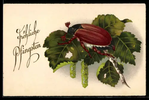 AK Pfingsten, Maikäfer sitzt auf Ast einer Birke