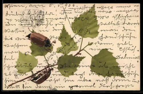 AK Maikäfer auf einem Birkenzweig