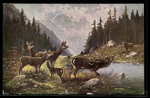 Künstler-AK M.Müller jun.: Hirsch verteidigt sein Revier
