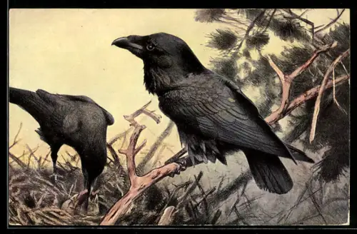 AK Raben beim Nestbau
