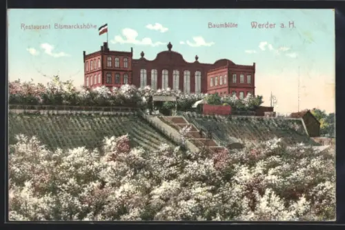 AK Werder a. H., Restaurant Bismarckhöhe, Baumblüte