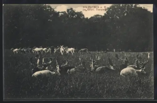 AK Putbus a. R., Im fürstl. Tierpark