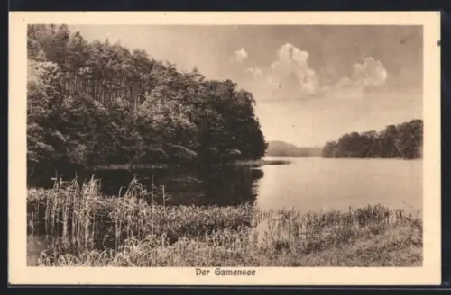 AK Tiefensee, Gamensee, Seeufer mit Wald und Schilf