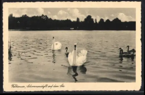 AK Falkensee, Schwanenidyll auf dem See